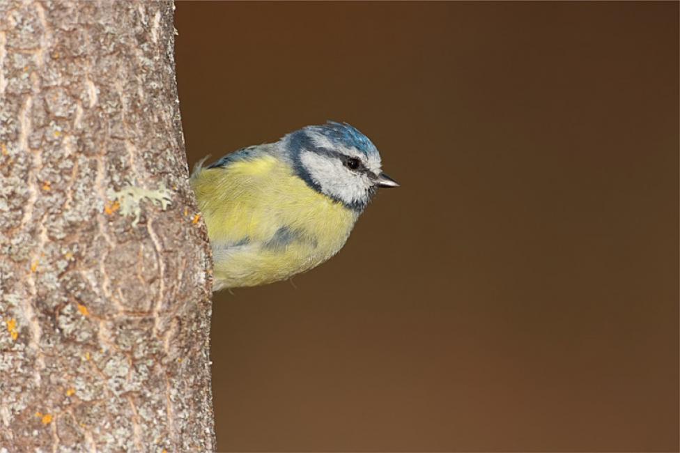 Imagen 10 de la galería de Herrerilo común - Bue tit (Cyanistes caeruleus)